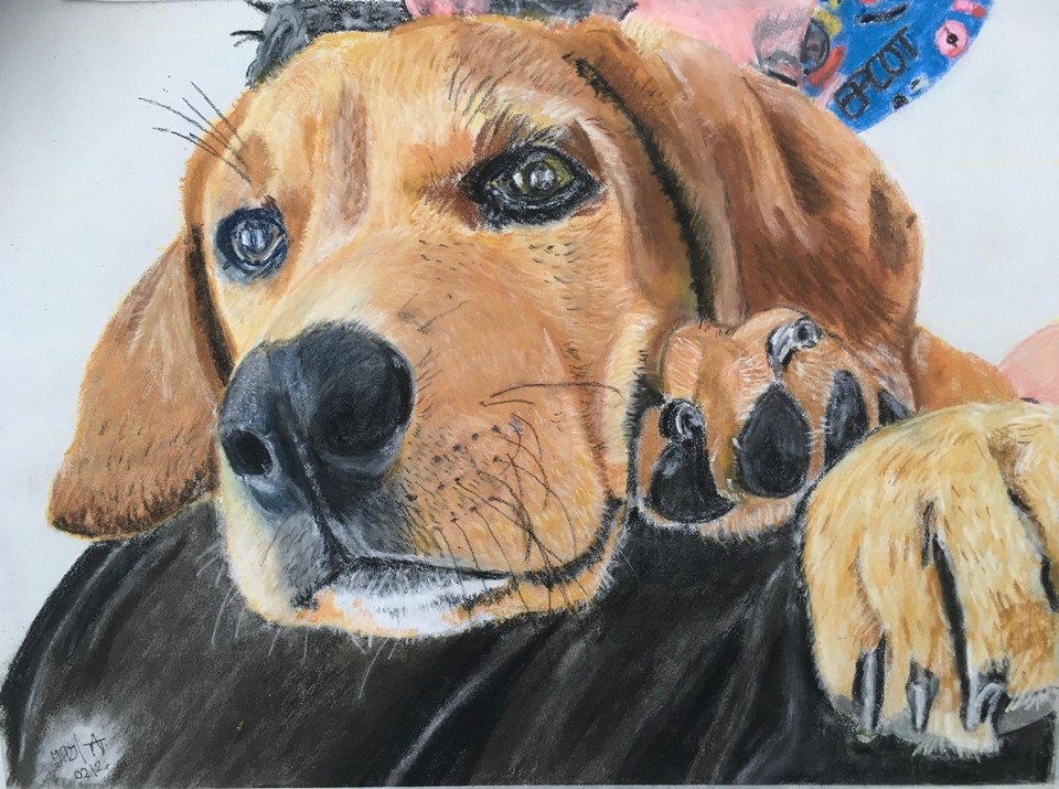 Animal-Portraits-Terry-Turberville-1 Drawing