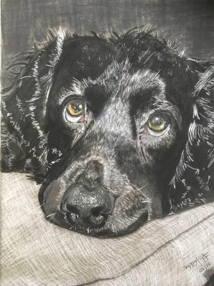 Pet Portrait